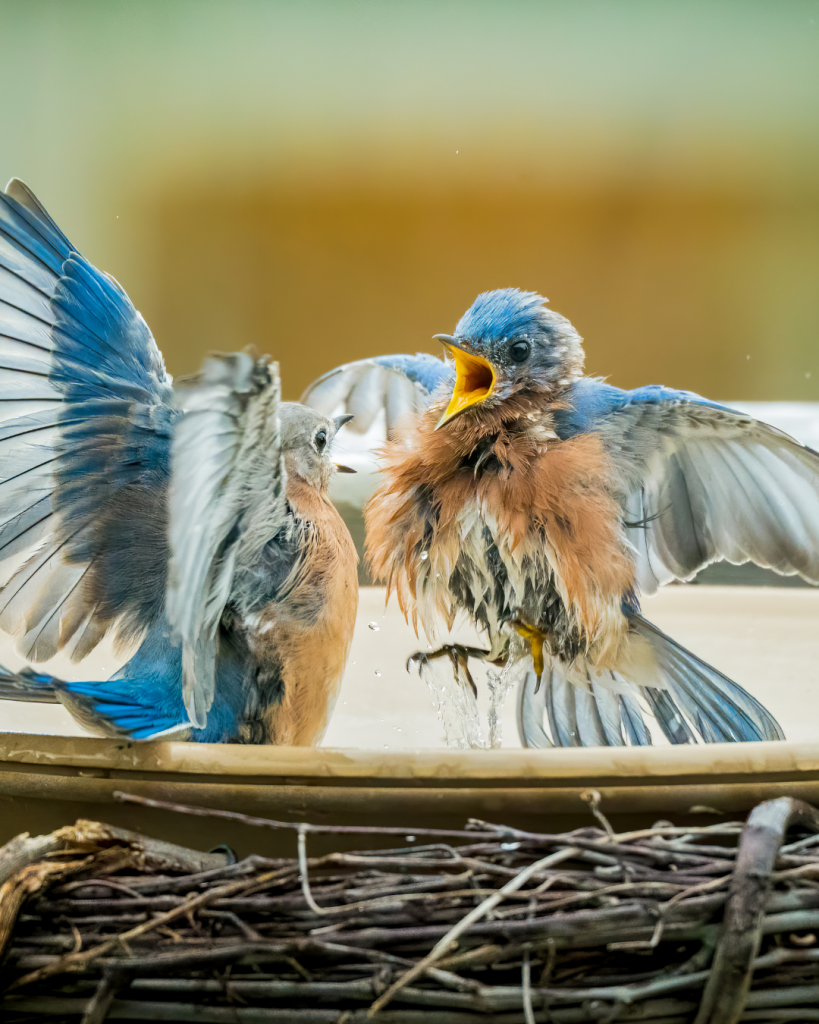 two bluebirds having a spat